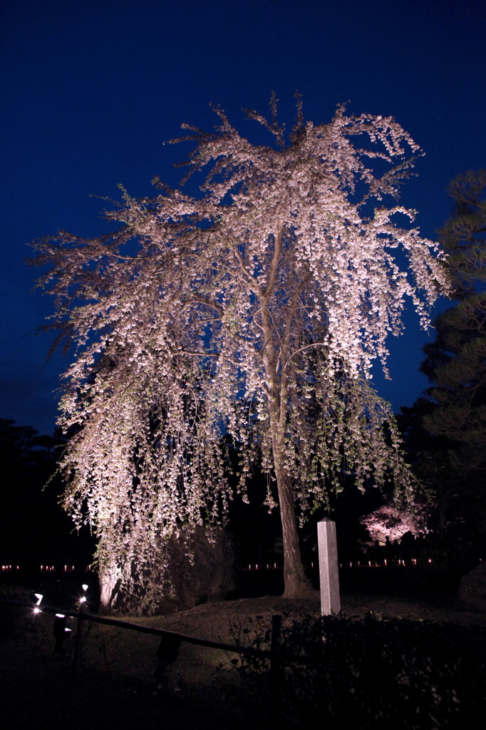 二条城夜桜