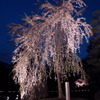 二条城夜桜