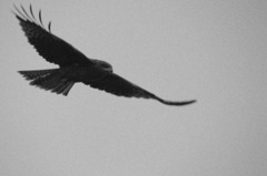 鳶