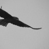 鳶