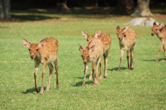 奈良公園