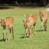 奈良公園