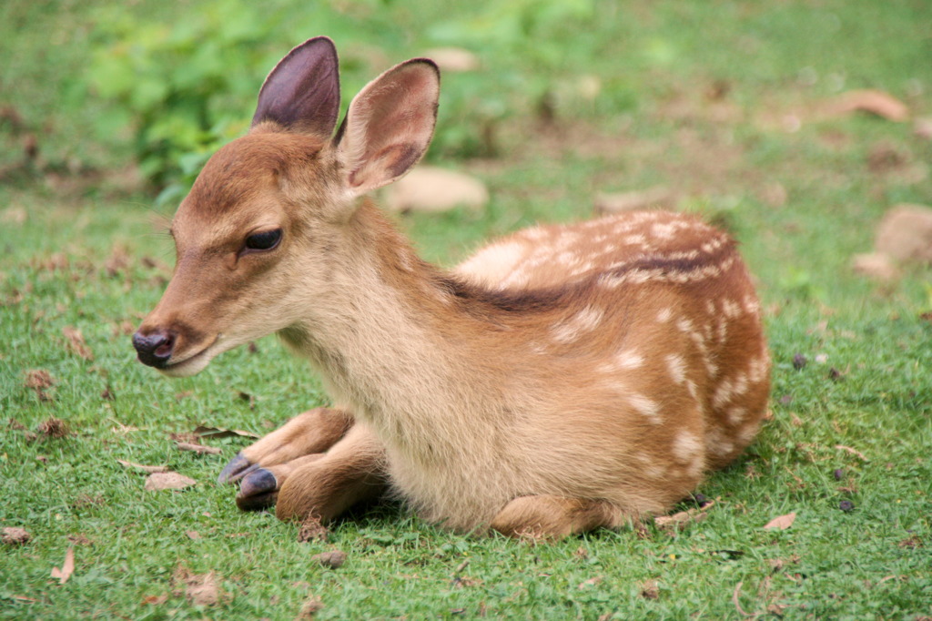 奈良公園
