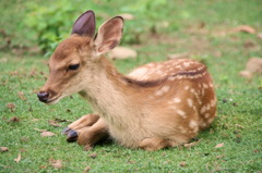 奈良公園