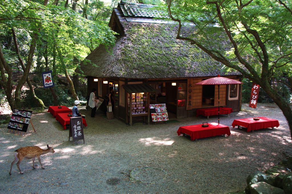 奈良公園