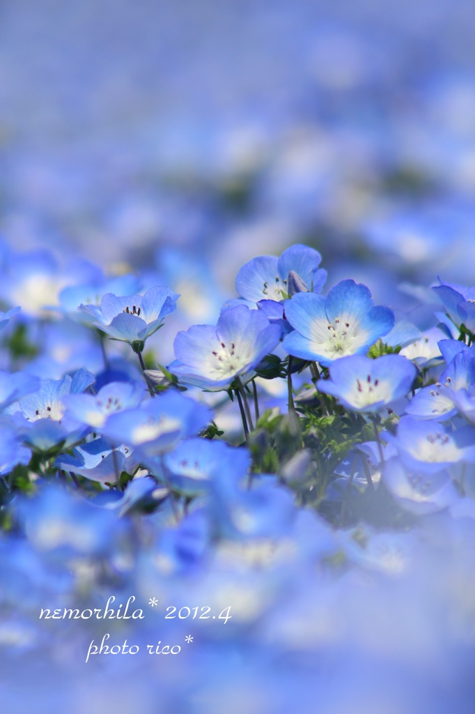 青い花