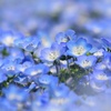 青い花