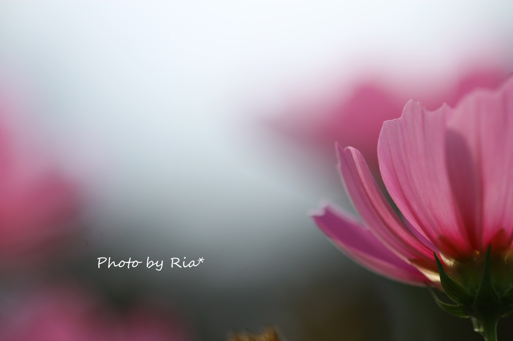 IMG_8993ria