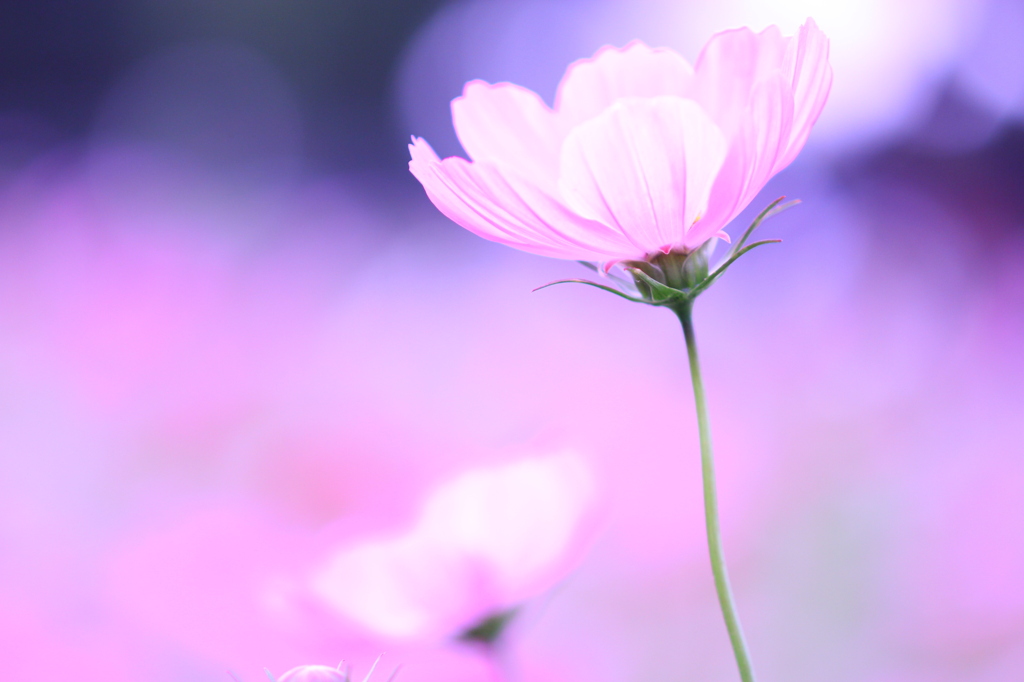 ぴんくのお花畑