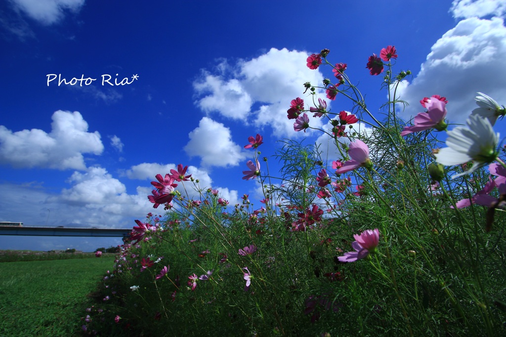 夏空と秋の花