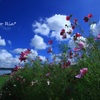 夏空と秋の花