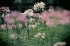 公園に咲くお花 *