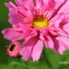 IMG_9023ria
