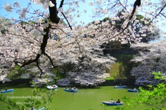 千鳥が淵