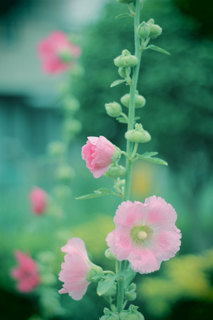 まっすぐ　*