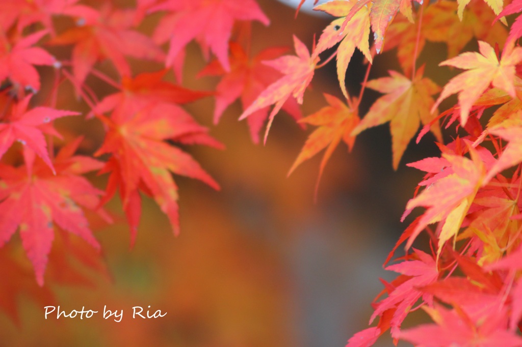 IMG_0270ria