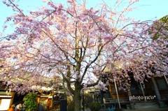 枝垂れ桜