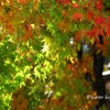 IMG_0252ria