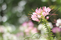 公園に咲くお花　*