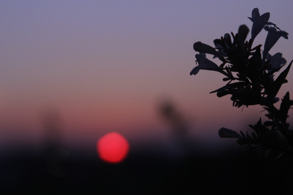 いつかの夕日 *