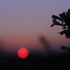 いつかの夕日 *