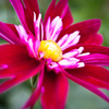 花弁がフォークだ！