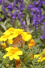 IMG_2493up