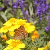 IMG_2493up
