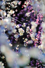 花爛漫