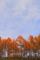 ヘブンス園原の紅葉