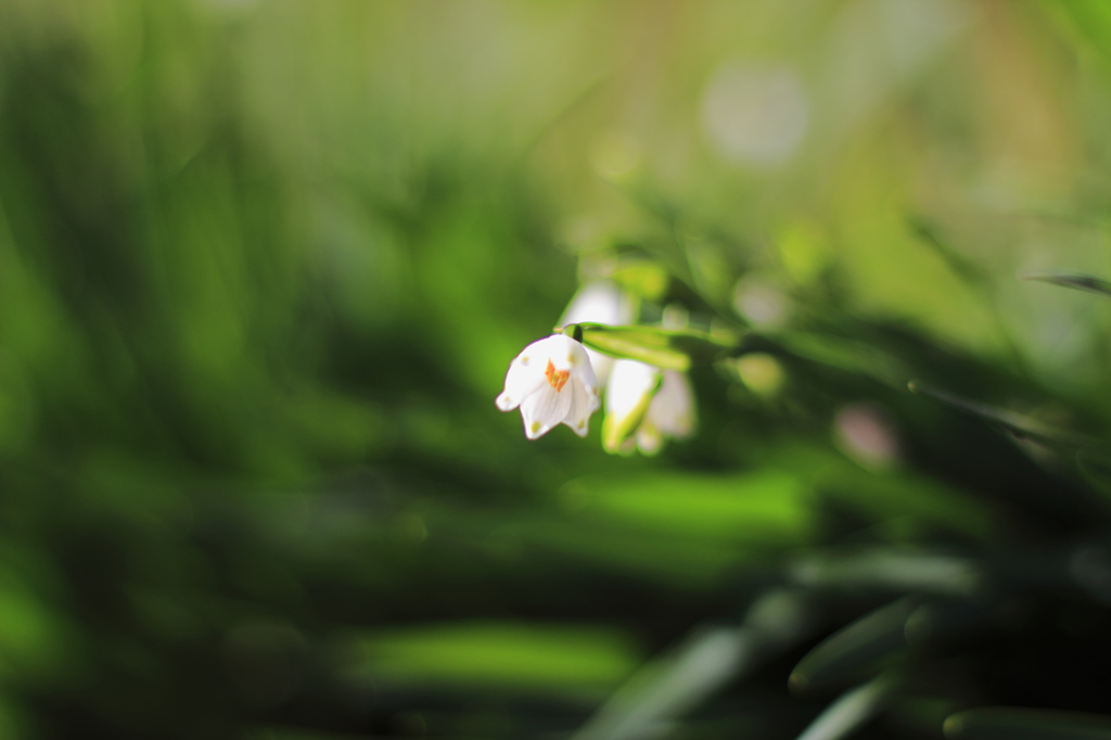小さき花