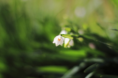 小さき花