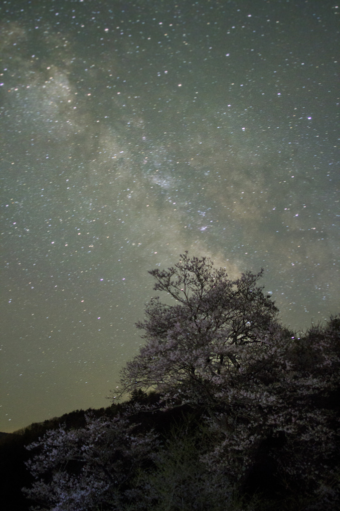 天の川のほとりの桜