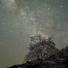 天の川のほとりの桜