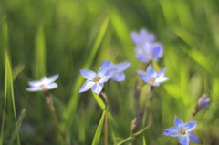 小さな花