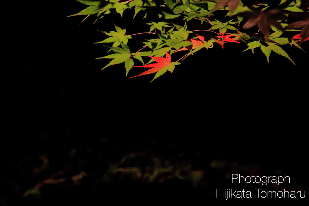 2色紅葉