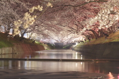 夜桜