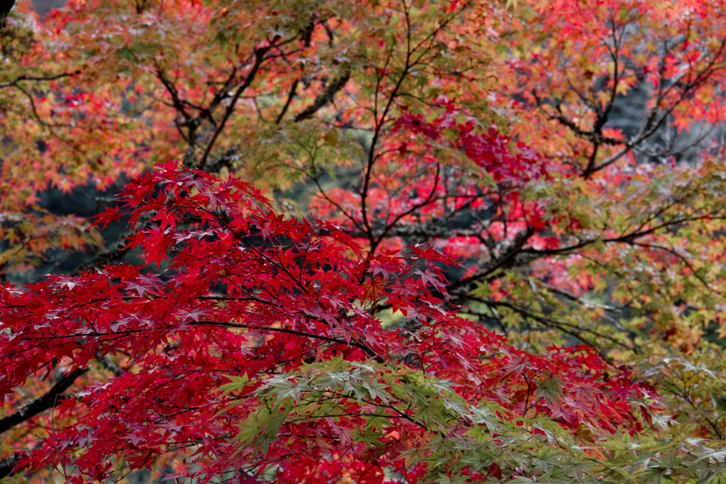 香嵐渓にて　紅葉狩り