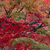 香嵐渓にて　紅葉狩り