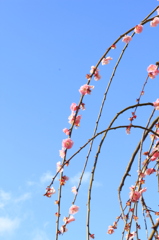 青空に咲く