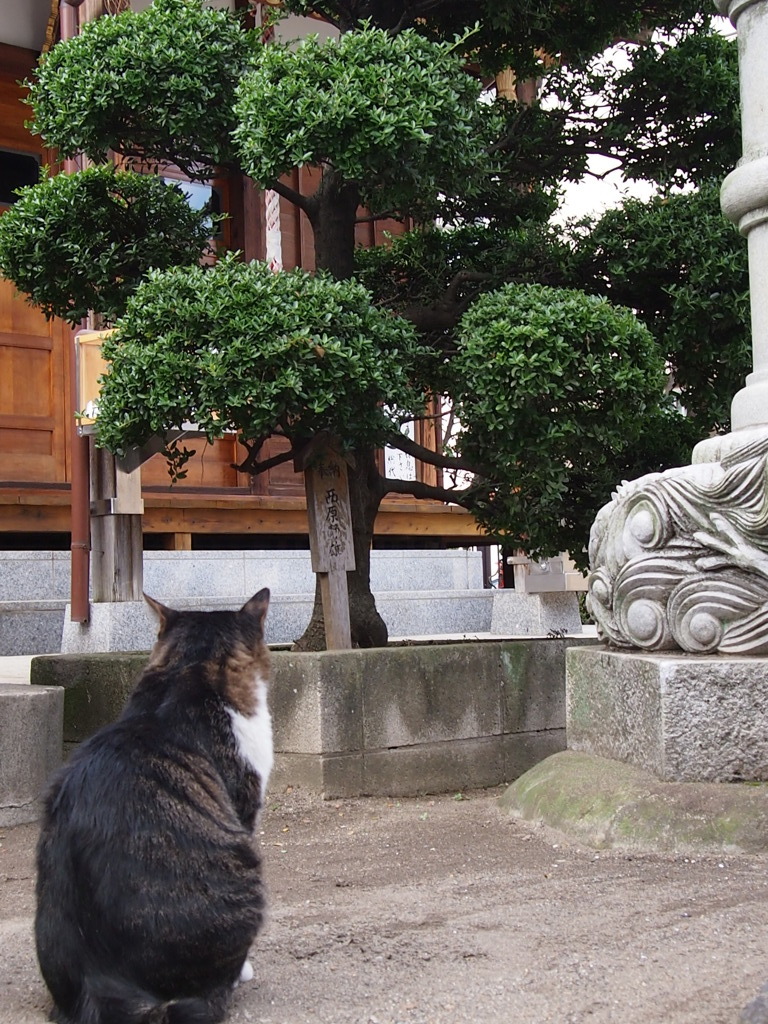 趣味は盆栽鑑賞です。