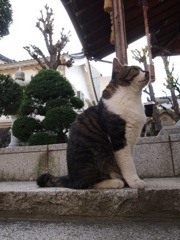 野良猫にだって願い事の一つや二つ・・・