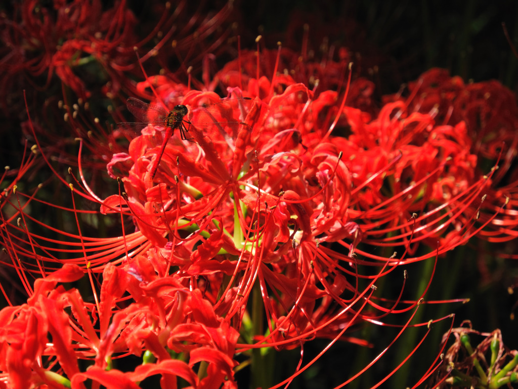 彼岸花と赤とんぼ