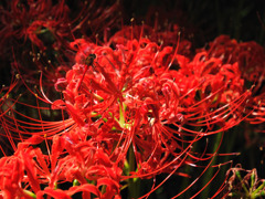 彼岸花と赤とんぼ