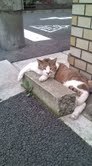 猫　