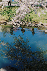 水面に写る桜