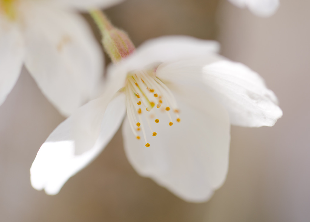 ２０１４～「桜」Ⅱ
