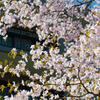 懐かしい公園で・・・。