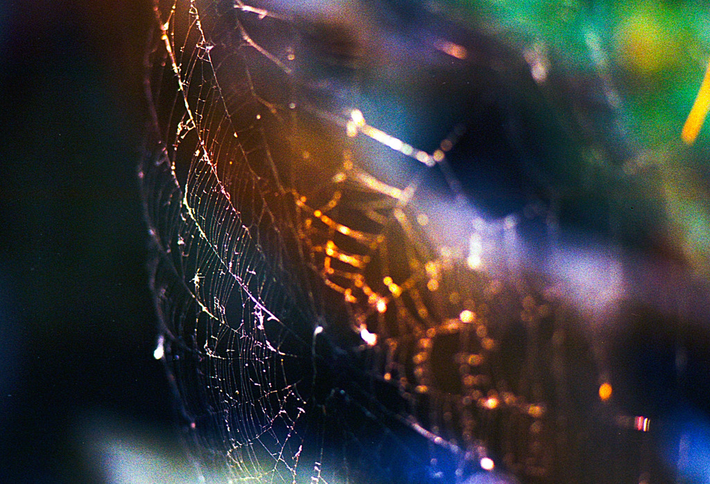toile d'araignée Ⅰ