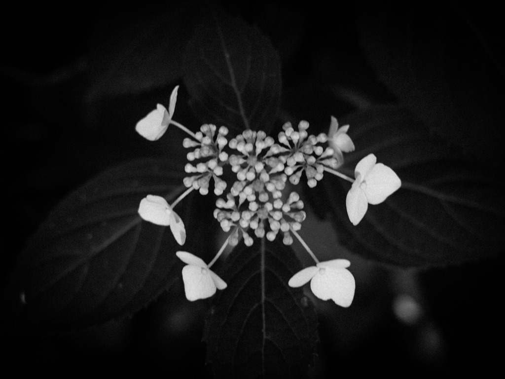 Hydrangea＃3